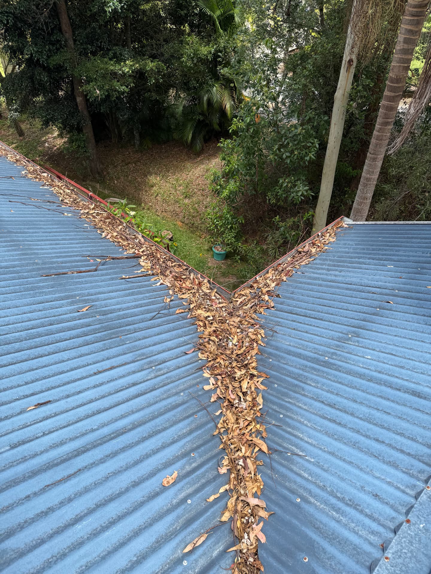 Gutter full of leaves before cleaning in Bonogin